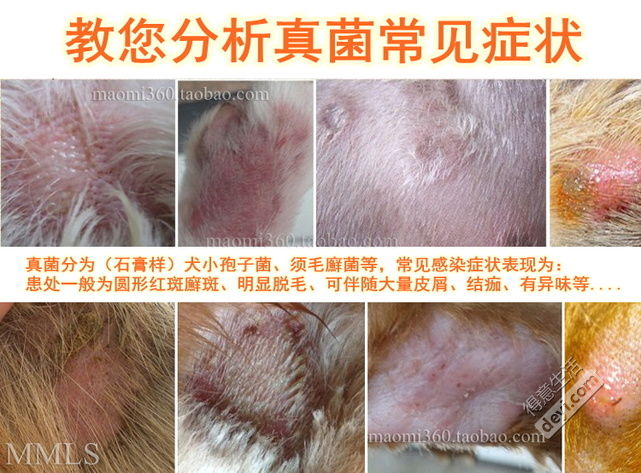 狗狗疑难杂症皮肤病,狗狗真菌性皮肤病
