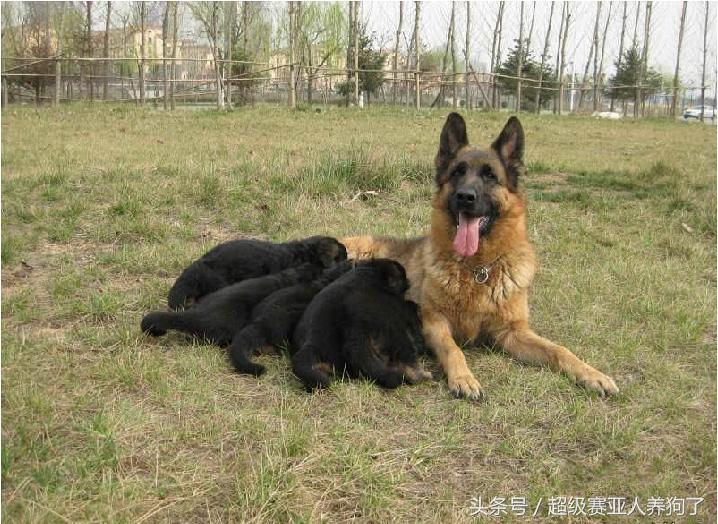 德国牧羊犬生病,德国牧羊犬体力太差怎么办