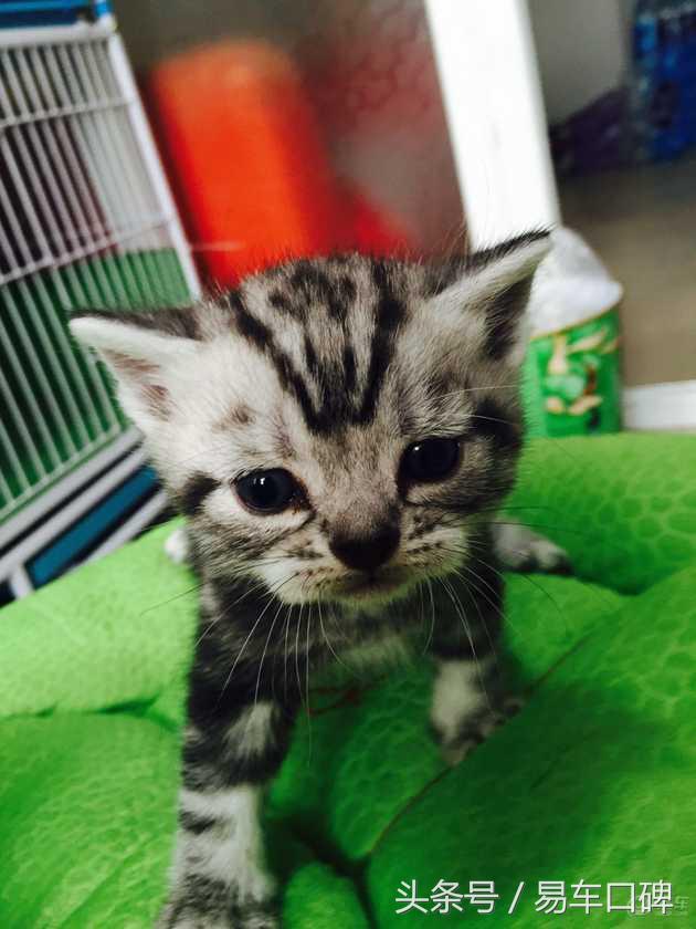 2017速腾车主的真实感受,2020款速腾车主