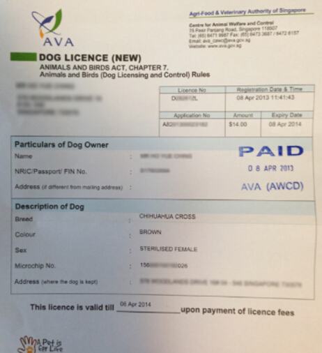 关注了！新加坡售出宠物狗前必须申领狗牌，另附最全汪星人英文名