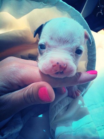 狗上颚裂了还能活吗,狗狗出生上颚腭裂什么原因