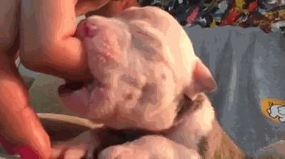 狗上颚裂了还能活吗,狗狗出生上颚腭裂什么原因