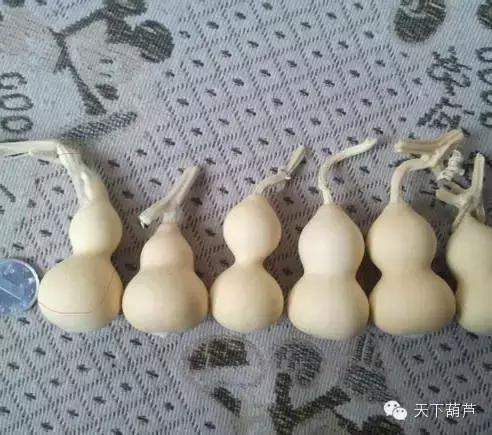 怎么人工修正葫芦,怎么鉴别葫芦是否去皮