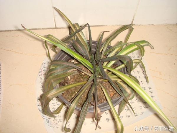 吊兰换完土叶子蔫了,牡丹吊兰干蔫怎么办