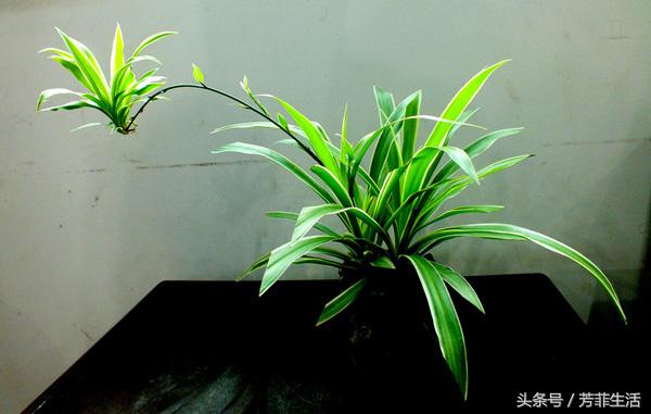 吊兰换完土叶子蔫了,牡丹吊兰干蔫怎么办