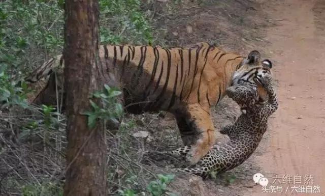 虎王kzt085vs花豹,花豹vs虎王