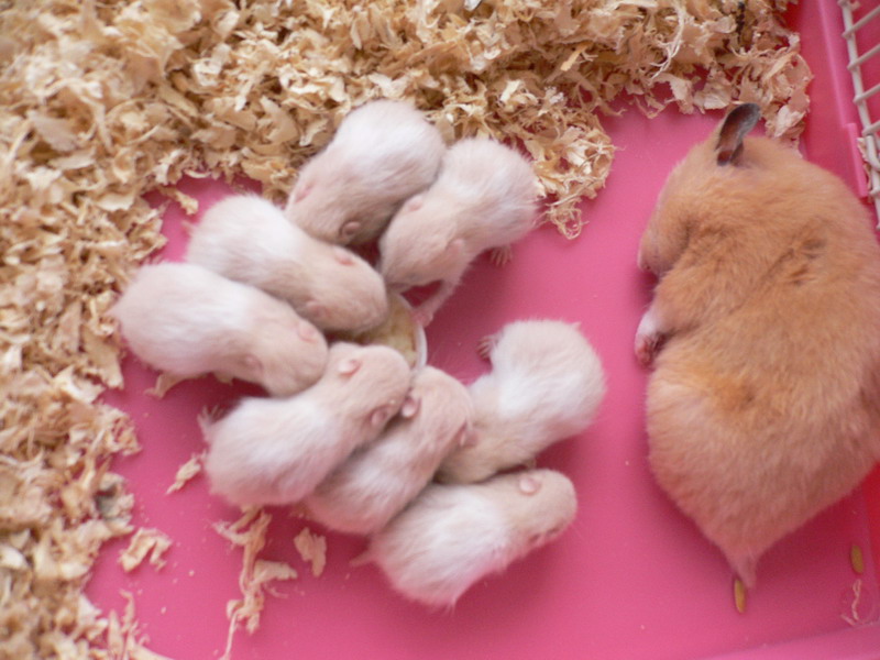 金丝熊是不是番鼠,金丝熊是断尾了吗