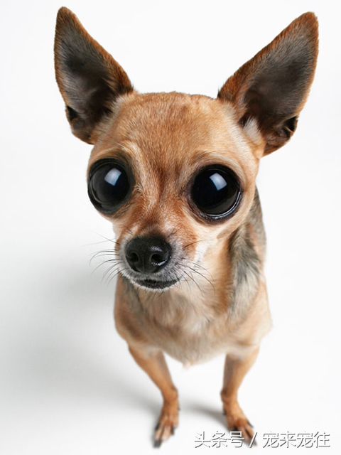 狗的饲养指南在线阅读,狗的饲养技巧与关注事项