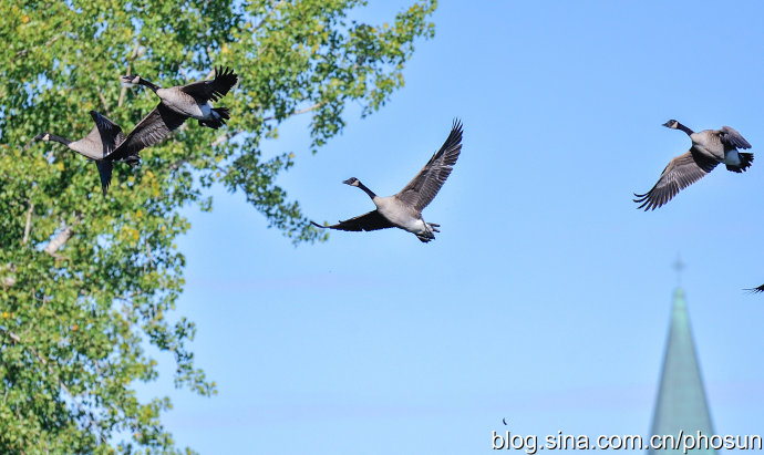 加拿大大雁泛滥成灾 (人类与大雁和谐共处视频)