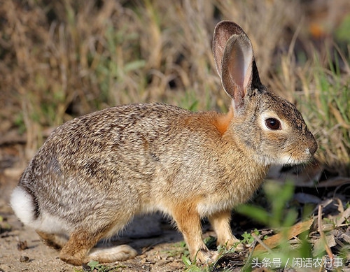 在农村抓动物,在农村里抓兔子