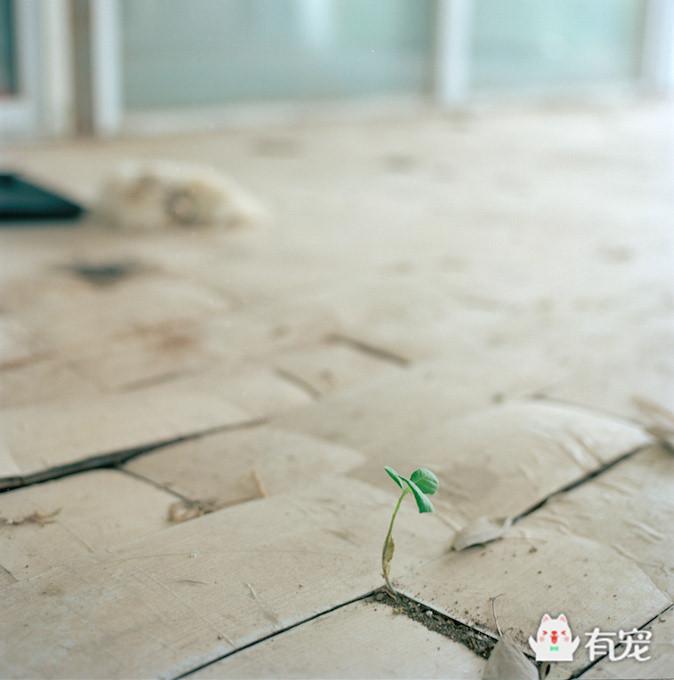 通州梨园狗市阿拉斯加,通州梨园狗市营业时间