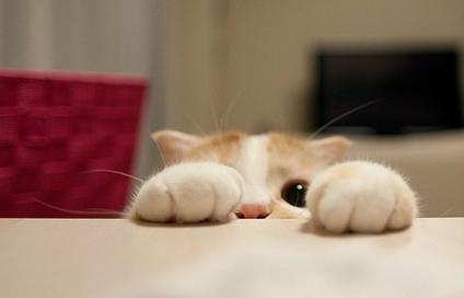 猫咪跟狗狗的生理小知识