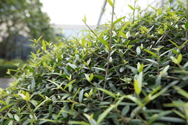 佳能16-35mmF2.8III镜头评测：9年换代值得等