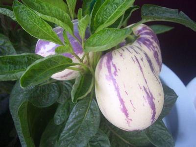 孕妇能吃八戒人参果么,人参果孕妇吃可以吗