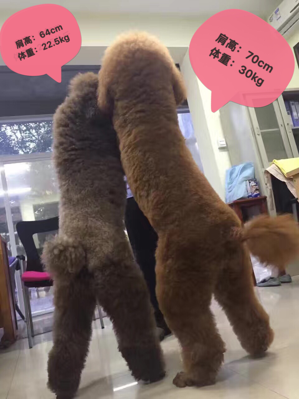 贵宾犬和泰迪犬是一个品种吗,你知道泰迪是怎么样的吗