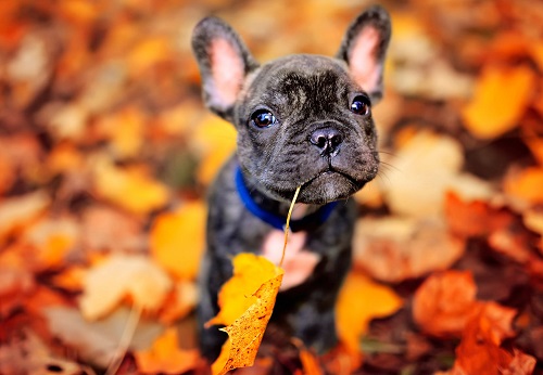 狗狗莫名其妙拉稀便血,狗狗莫名其妙