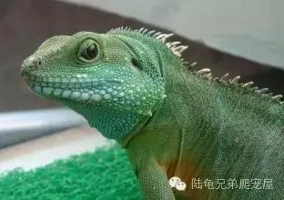 绿鬣蜥饲养,绿鬣蜥如何饲养