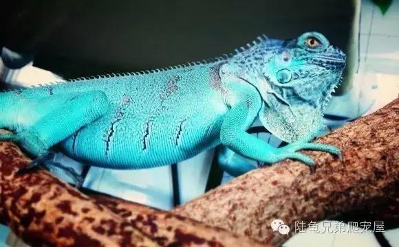 绿鬣蜥饲养,绿鬣蜥如何饲养