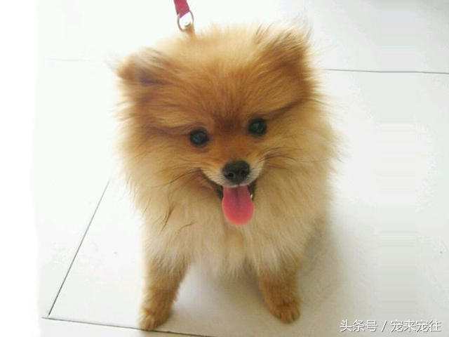 狗的饲养指南在线阅读,狗的饲养技巧与关注事项