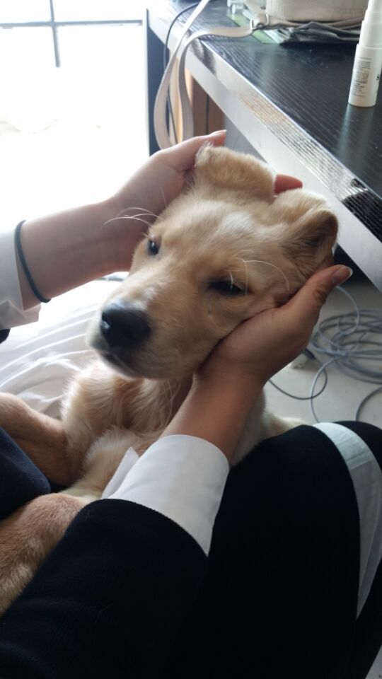 治疗犬瘟的药哪里可以买,犬瘟去药店买啥药