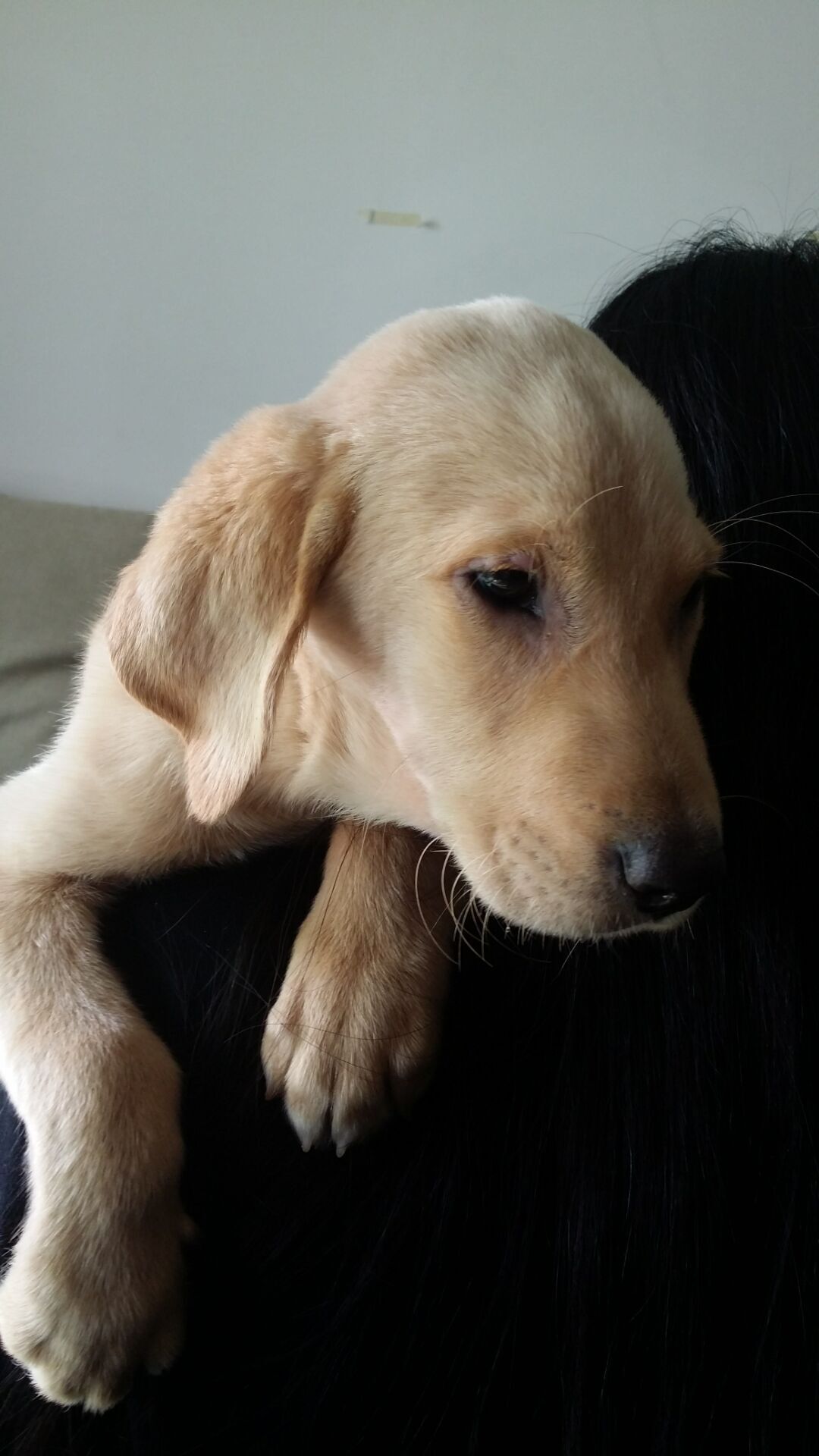 治疗犬瘟的药哪里可以买,犬瘟去药店买啥药