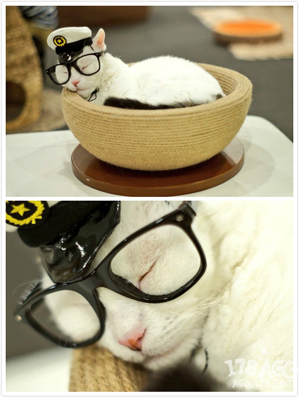 可爱小橘猫cos (无毛猫cos比鲁斯猫图片)