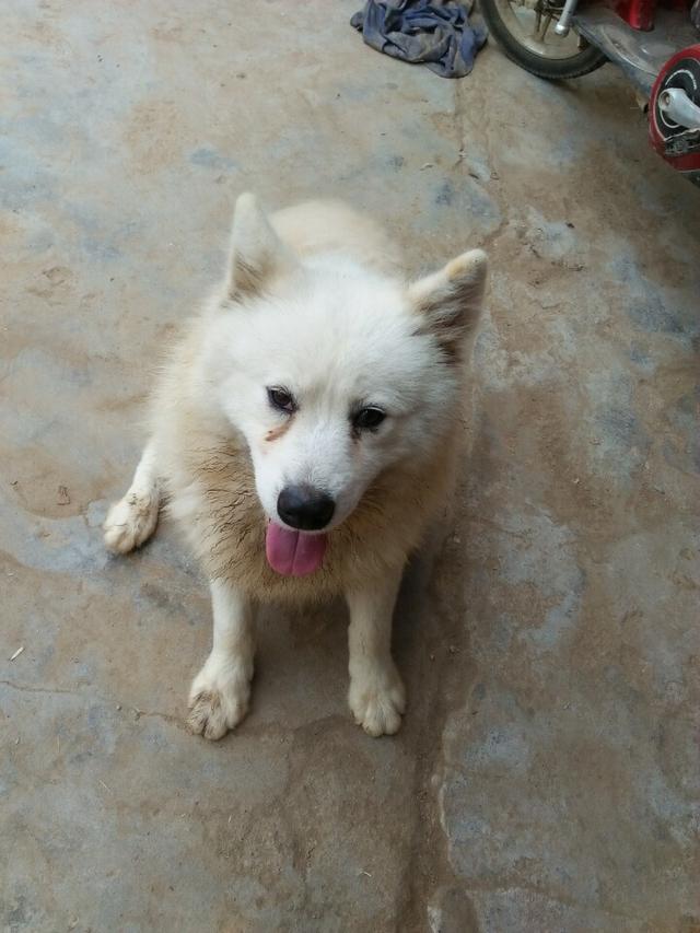 和女友分手后，把狗狗放老家，白富美立即变成黄脸婆