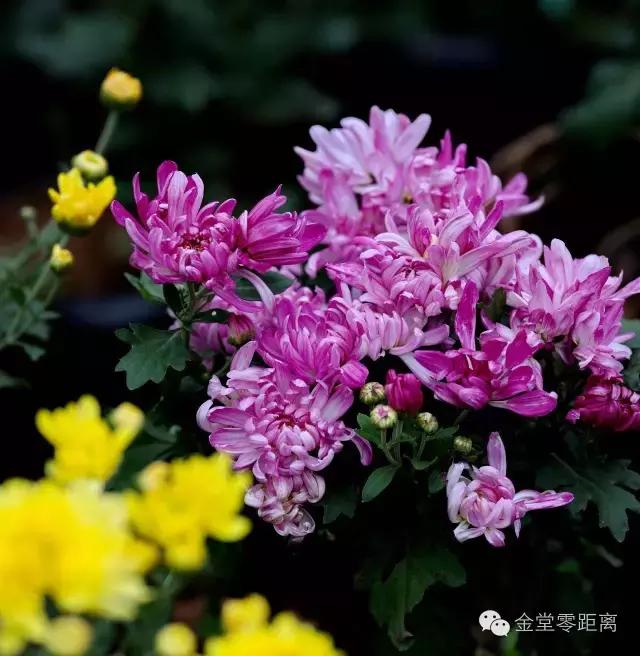 去金堂玉皇山养生谷耍一耍,金堂玉皇山一日游最佳路线