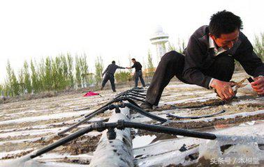 棉花增产窍门,自己种的棉花怎么处理