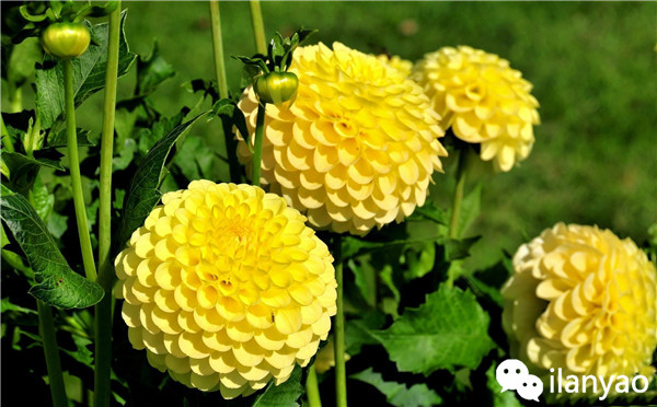 大丽花养殖方法之安全越冬攻略