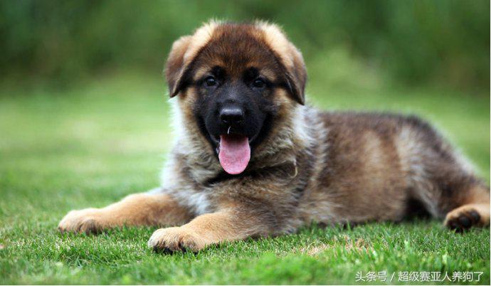 让狗狗远离你的声音,狗狗趴蹄纠正