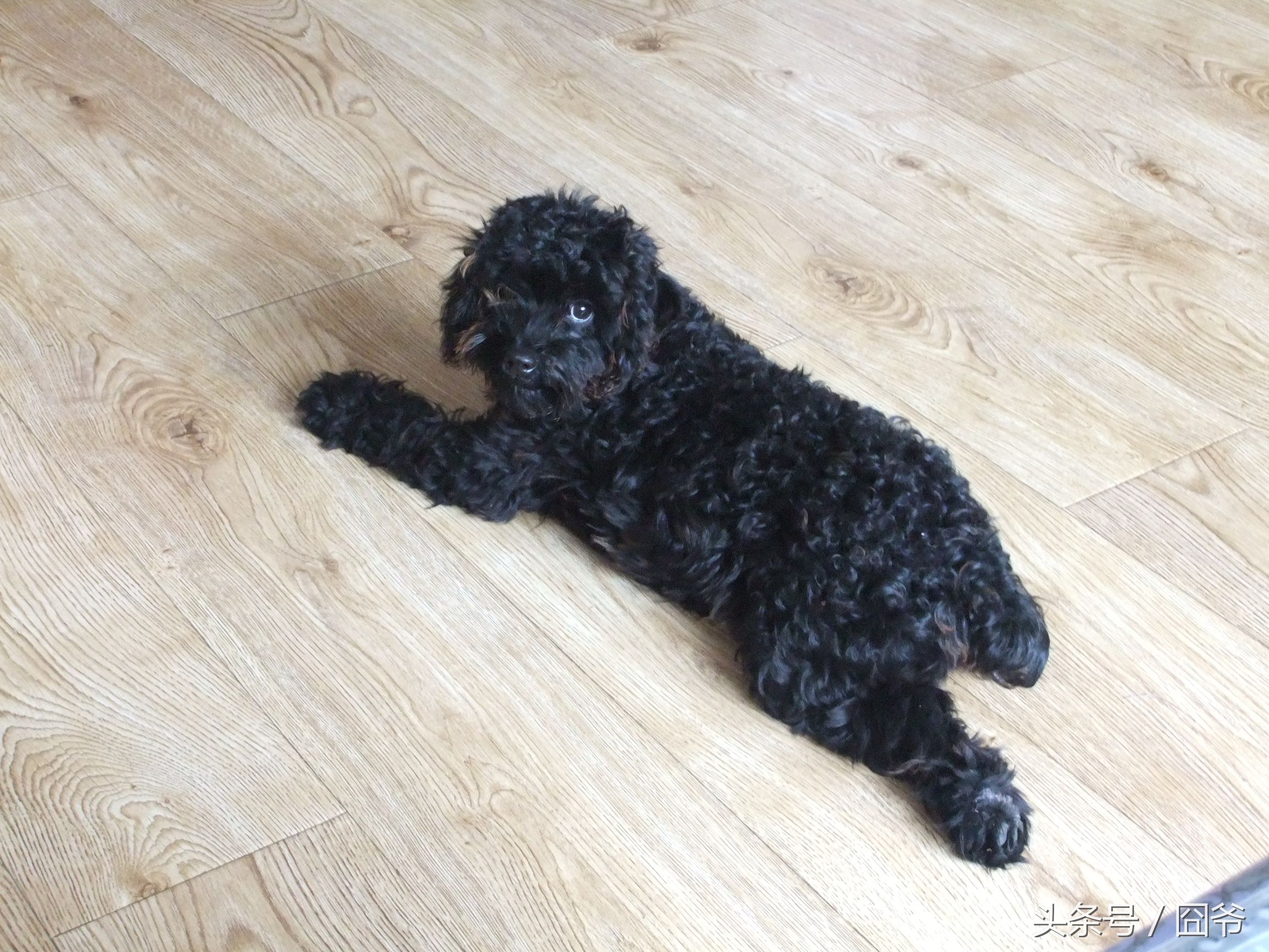 黑色泰迪被卖给狗肉车,黑泰迪被狗贩子染成灰色泰迪