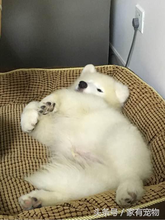 萨摩耶耳朵立不起来是串吗,萨摩耶耳朵立起来又垂下去了