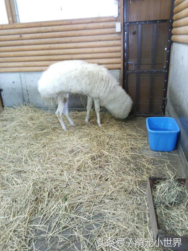 专程去动物园看兔狲,去动物园看牛马