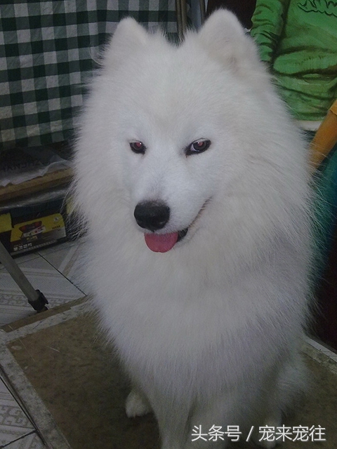 狗的饲养指南在线阅读,狗的饲养技巧与关注事项