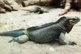 绿鬣蜥饲养,绿鬣蜥如何饲养