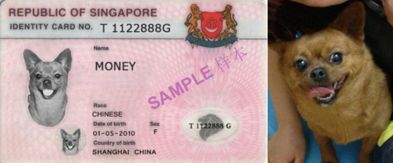 关注了！新加坡售出宠物狗前必须申领狗牌，另附最全汪星人英文名