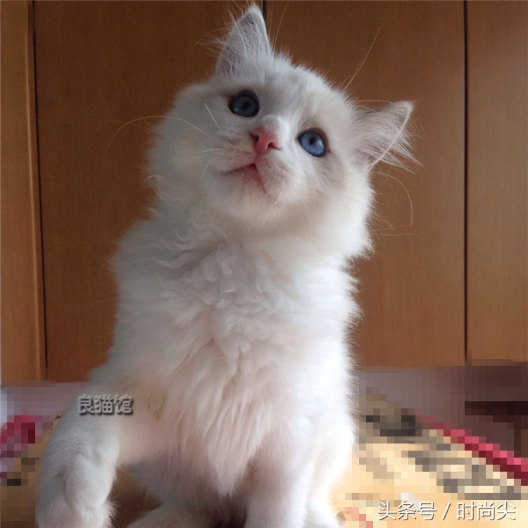 购猫指南,购猫须知