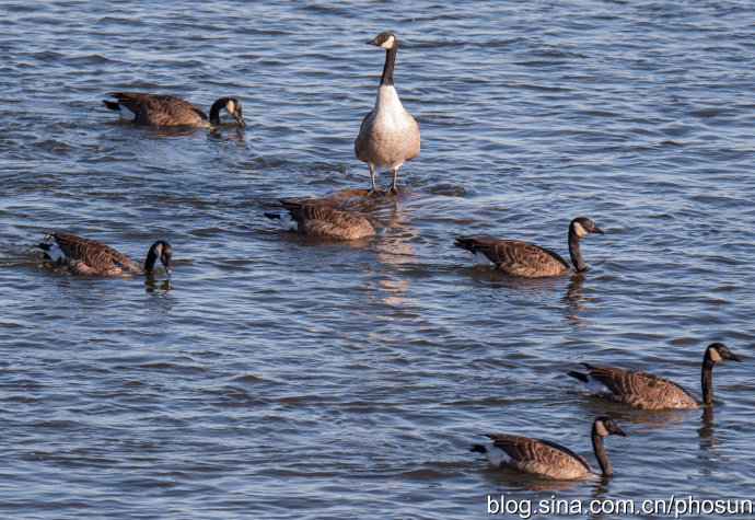 加拿大大雁泛滥成灾 (人类与大雁和谐共处视频)