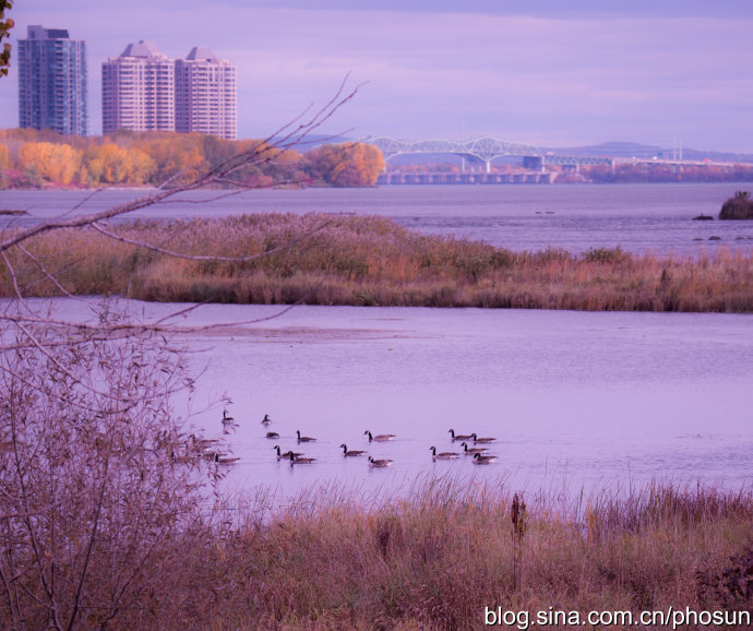 加拿大大雁泛滥成灾 (人类与大雁和谐共处视频)