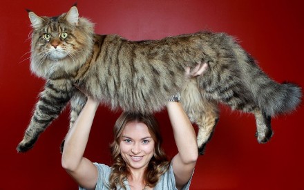 养一只缅因猫是什么感觉,当你养了一只缅因猫