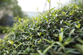 佳能16-35mmF2.8III镜头评测：9年换代值得等