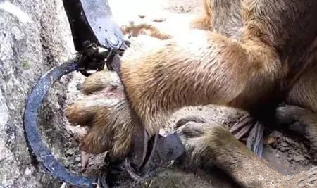 狗狗的后腿比前腿细很多,狗狗的后腿比前腿细是怎么回事