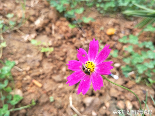 oppor9s的缺点和不够,oppor9s现在值得入手吗