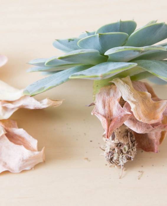 多肉不是徒长就是干,多肉上面黄叶枯萎是什么原因