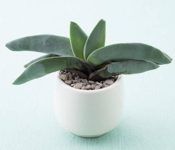 多肉不是徒长就是干,多肉上面黄叶枯萎是什么原因