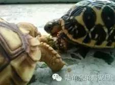 陆龟结石是什么样的,陆龟结石症状表现