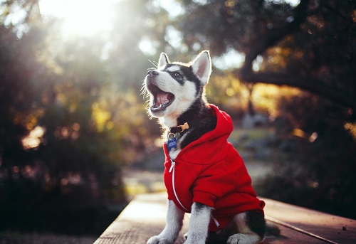 狗狗莫名其妙拉稀便血,狗狗莫名其妙