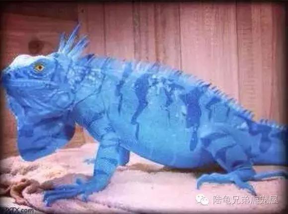 绿鬣蜥饲养,绿鬣蜥如何饲养