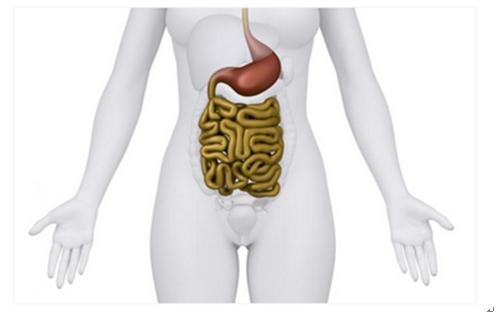 肠道粘膜,肠道黏膜屏障有哪些